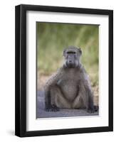 Chacma Baboon (Papio Ursinus)-James Hager-Framed Premium Photographic Print