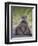 Chacma Baboon (Papio Ursinus)-James Hager-Framed Premium Photographic Print