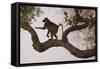 Chacma Baboon, South Luangwa National Park, Zambia-Art Wolfe-Framed Stretched Canvas
