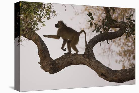 Chacma Baboon, South Luangwa National Park, Zambia-Art Wolfe-Stretched Canvas