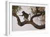 Chacma Baboon, South Luangwa National Park, Zambia-Art Wolfe-Framed Photographic Print