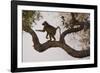 Chacma Baboon, South Luangwa National Park, Zambia-Art Wolfe-Framed Photographic Print