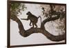 Chacma Baboon, South Luangwa National Park, Zambia-Art Wolfe-Framed Photographic Print