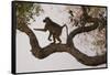 Chacma Baboon, South Luangwa National Park, Zambia-Art Wolfe-Framed Stretched Canvas
