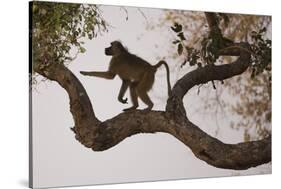 Chacma Baboon, South Luangwa National Park, Zambia-Art Wolfe-Stretched Canvas