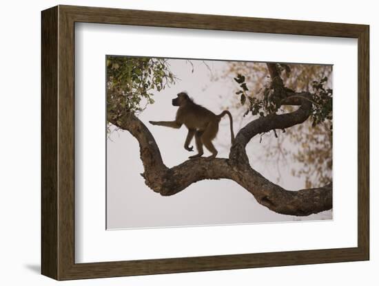 Chacma Baboon, South Luangwa National Park, Zambia-Art Wolfe-Framed Photographic Print