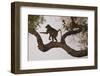 Chacma Baboon, South Luangwa National Park, Zambia-Art Wolfe-Framed Photographic Print