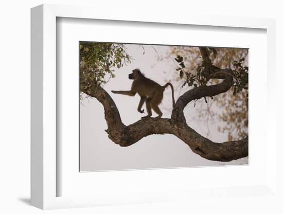 Chacma Baboon, South Luangwa National Park, Zambia-Art Wolfe-Framed Photographic Print