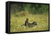 Chacma Baboons in Grass-null-Framed Stretched Canvas