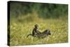 Chacma Baboons in Grass-null-Stretched Canvas