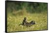 Chacma Baboons in Grass-null-Framed Stretched Canvas