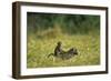 Chacma Baboons in Grass-null-Framed Photographic Print