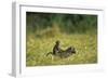 Chacma Baboons in Grass-null-Framed Photographic Print