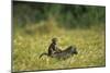 Chacma Baboons in Grass-null-Mounted Photographic Print