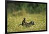 Chacma Baboons in Grass-null-Framed Photographic Print