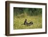 Chacma Baboons in Grass-null-Framed Photographic Print