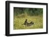 Chacma Baboons in Grass-null-Framed Photographic Print