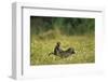 Chacma Baboons in Grass-null-Framed Photographic Print