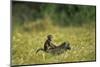 Chacma Baboons in Grass-null-Mounted Photographic Print