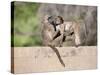 Chacma Baboons (Papio Cynocephalus Ursinus) Playing, Kruger National Park, Mpumalanga, South Africa-Ann & Steve Toon-Stretched Canvas