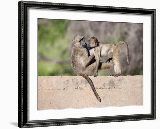 Chacma Baboons (Papio Cynocephalus Ursinus) Playing, Kruger National Park, Mpumalanga, South Africa-Ann & Steve Toon-Framed Photographic Print