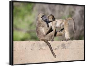 Chacma Baboons (Papio Cynocephalus Ursinus) Playing, Kruger National Park, Mpumalanga, South Africa-Ann & Steve Toon-Framed Photographic Print