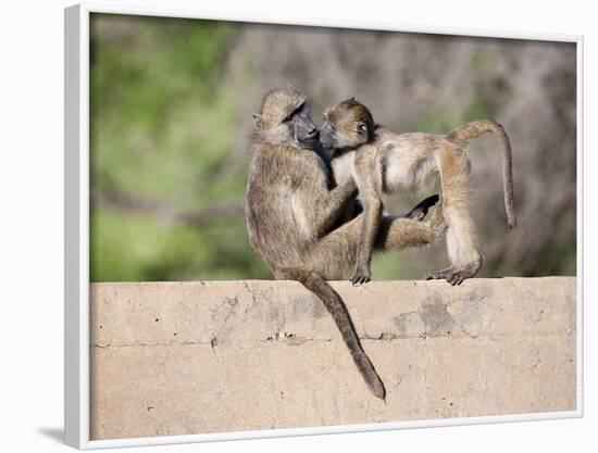 Chacma Baboons (Papio Cynocephalus Ursinus) Playing, Kruger National Park, Mpumalanga, South Africa-Ann & Steve Toon-Framed Photographic Print