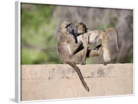 Chacma Baboons (Papio Cynocephalus Ursinus) Playing, Kruger National Park, Mpumalanga, South Africa-Ann & Steve Toon-Framed Photographic Print