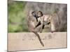 Chacma Baboons (Papio Cynocephalus Ursinus) Playing, Kruger National Park, Mpumalanga, South Africa-Ann & Steve Toon-Mounted Photographic Print