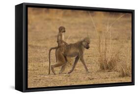 Chacma Baboons, South Luangwa National Park, Zambia-Art Wolfe-Framed Stretched Canvas