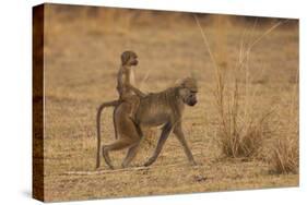 Chacma Baboons, South Luangwa National Park, Zambia-Art Wolfe-Stretched Canvas