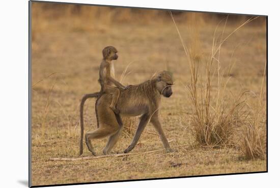 Chacma Baboons, South Luangwa National Park, Zambia-Art Wolfe-Mounted Photographic Print