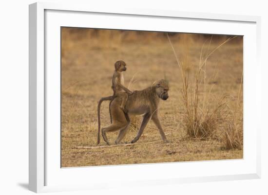 Chacma Baboons, South Luangwa National Park, Zambia-Art Wolfe-Framed Photographic Print