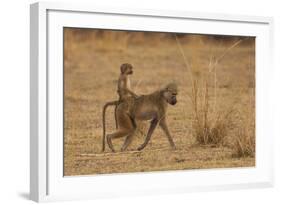 Chacma Baboons, South Luangwa National Park, Zambia-Art Wolfe-Framed Photographic Print