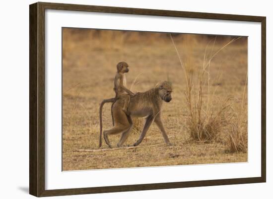 Chacma Baboons, South Luangwa National Park, Zambia-Art Wolfe-Framed Photographic Print