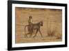 Chacma Baboons, South Luangwa National Park, Zambia-Art Wolfe-Framed Photographic Print