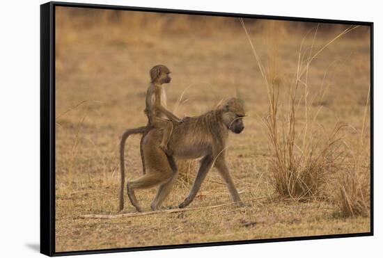 Chacma Baboons, South Luangwa National Park, Zambia-Art Wolfe-Framed Stretched Canvas