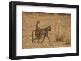 Chacma Baboons, South Luangwa National Park, Zambia-Art Wolfe-Framed Photographic Print