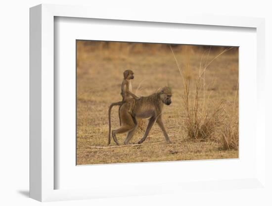 Chacma Baboons, South Luangwa National Park, Zambia-Art Wolfe-Framed Photographic Print