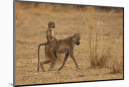 Chacma Baboons, South Luangwa National Park, Zambia-Art Wolfe-Mounted Photographic Print
