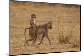 Chacma Baboons, South Luangwa National Park, Zambia-Art Wolfe-Mounted Photographic Print