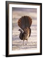 Chaco Chachalaca (Ortalis Canicollis) Rear View, Pantanal, Brazil-Hermann Brehm-Framed Photographic Print