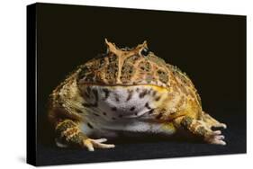 Chacoan Horned Frog-DLILLC-Stretched Canvas