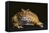 Chacoan Horned Frog-DLILLC-Framed Stretched Canvas