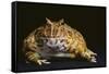 Chacoan Horned Frog-DLILLC-Framed Stretched Canvas