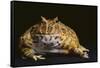 Chacoan Horned Frog-DLILLC-Framed Stretched Canvas