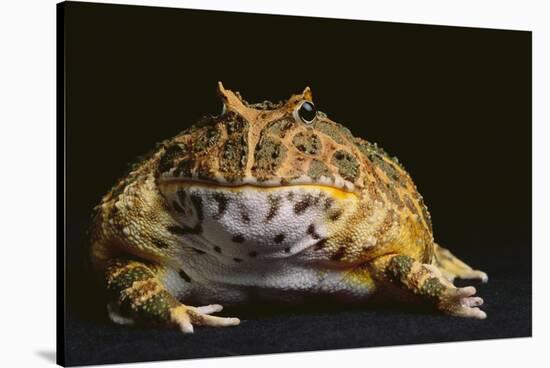 Chacoan Horned Frog-DLILLC-Stretched Canvas