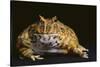Chacoan Horned Frog-DLILLC-Stretched Canvas