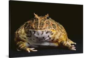 Chacoan Horned Frog-DLILLC-Stretched Canvas