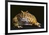 Chacoan Horned Frog-DLILLC-Framed Photographic Print